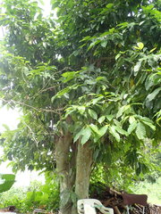 Magnolia × alba