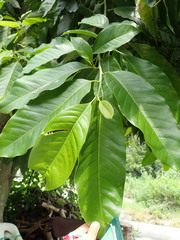 Magnolia × alba