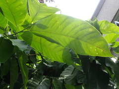 Magnolia × alba