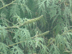 Ambrosia arborescens
