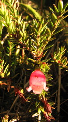 Disterigma pernettyoides