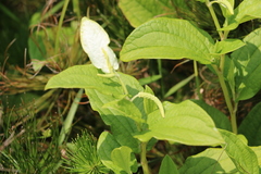 Saururus chinensis