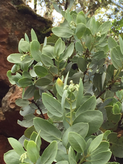 Arctostaphylos viscida viscida