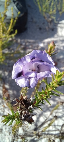 Image of Roella maculata by (c) Adele SL, some rights reserved (CC BY)