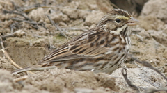 Passerculus sandwichensis