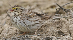 Passerculus sandwichensis