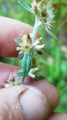 Gamochaeta argyrinea