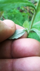 Gamochaeta argyrinea