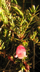 Disterigma pernettyoides