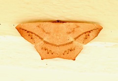 Prochoerodes lineola image