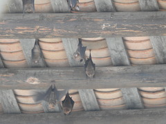 Hipposideros armiger