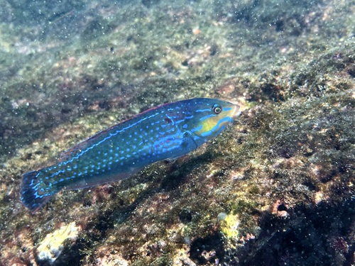Chameleon wrasse (Halichoeres dispilus) — Labridae — 2