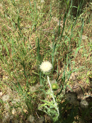 Cirsium occidentale