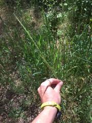 Elymus glaucus