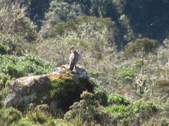 Theristicus branickii