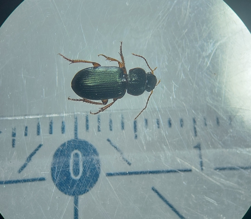 Ophonus azureus