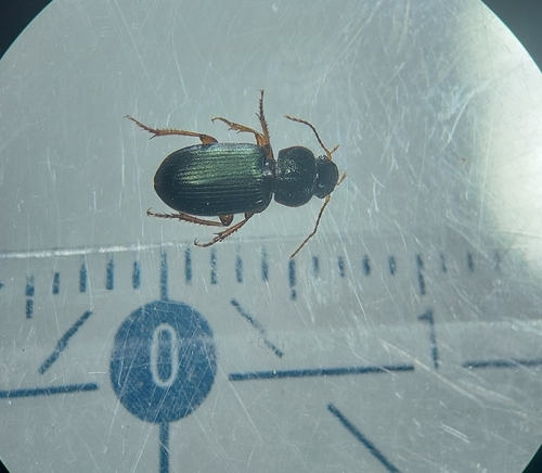 Ophonus azureus