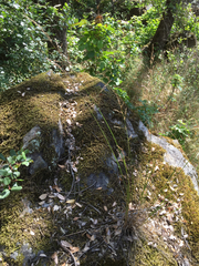 Melica imperfecta