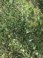 Ceanothus leucodermis