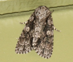 Acronicta brumosa