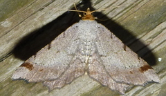 Macaria bicolorata