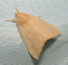 Ophisma gravata