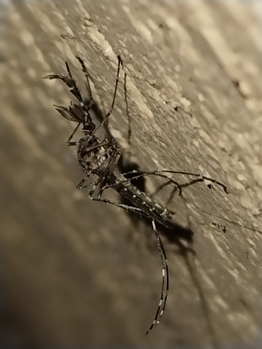 Psorophora confinnis