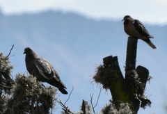 Patagioenas maculosa albipennis