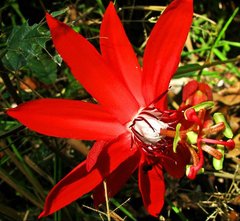Passiflora miniata