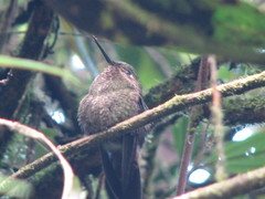 Metallura aeneocauda