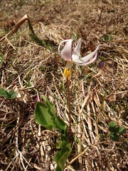 Erythronium elegans