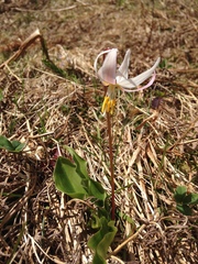 Erythronium elegans