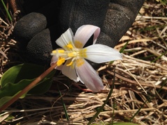 Erythronium elegans