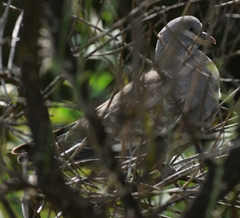 Patagioenas maculosa albipennis