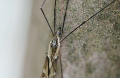 Tipula coquilletti