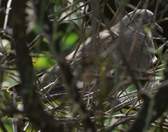 Patagioenas maculosa albipennis