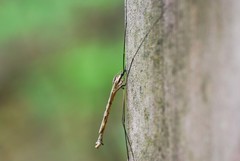 Tipula coquilletti