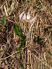 Erythronium elegans