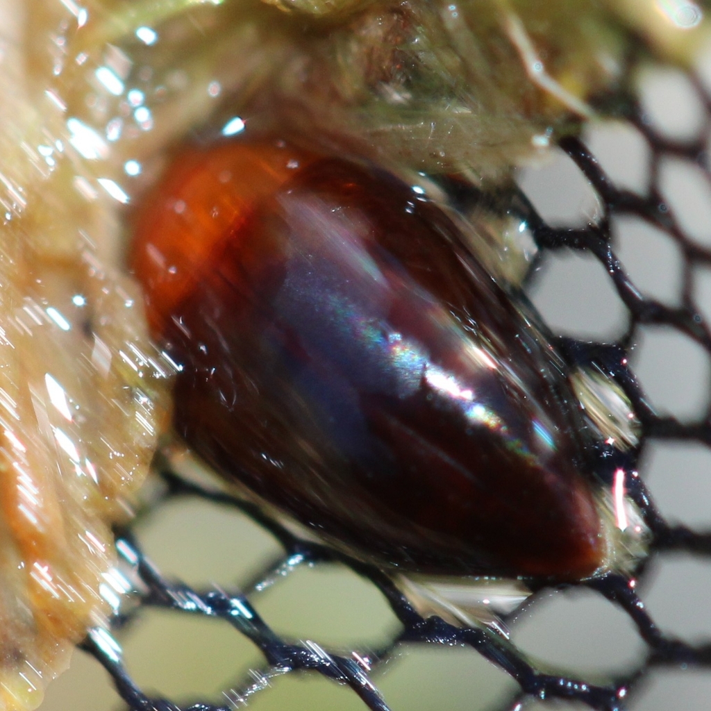 Hydrocanthus iricolor