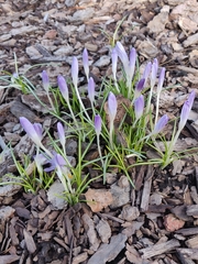 Crocus