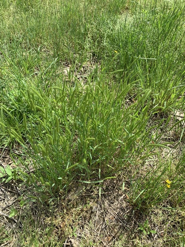 Little barley (Hordeum pusillum)