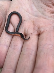 Carphophis amoenus helenae