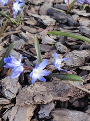 Scilla forbesii