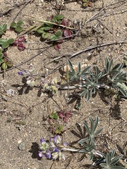 Lupinus tidestromii