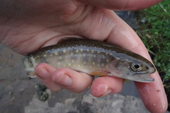 Salvelinus fontinalis fontinalis