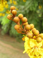 Peltophorum