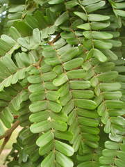 Peltophorum