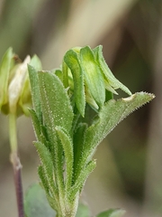 Kitaibel's violet (Viola kitaibeliana)