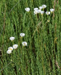 Erigeron strigosus strigosus