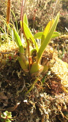 Cyrtochilum aureum